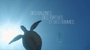 Des baleines, des tortues et des hommes's poster