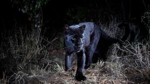 In Search of a Legend - Black Leopard's poster