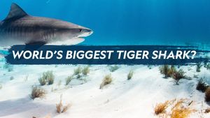 World's Biggest Tiger Shark's poster