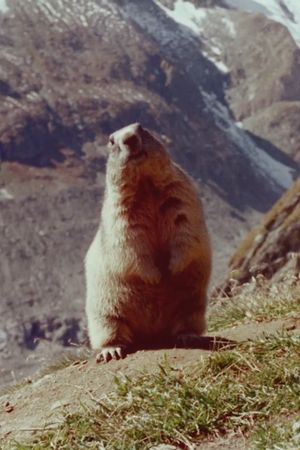 Marmot's poster