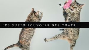 Les super-pouvoirs du chat's poster