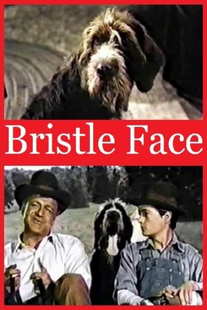 Bristle Face's poster