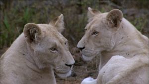 The White Lions's poster