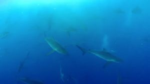 Shark Land: Welcome to Cocos Island's poster