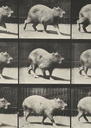 Capybara Walking's poster