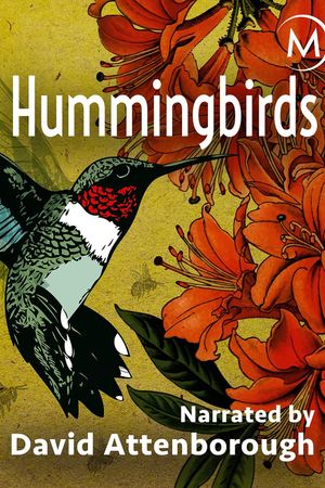 Hummingbirds: Jewelled Messengers's poster