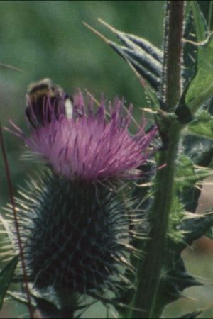 Thistledown's poster