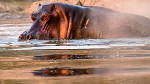 Hippos After Dark's poster