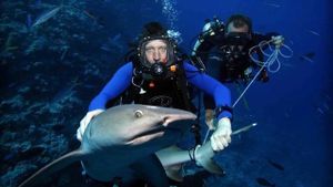 Shark Tracker's poster