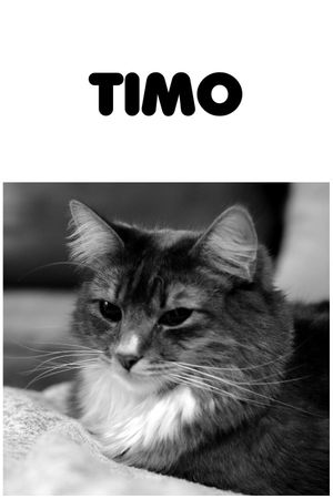 Timo's poster