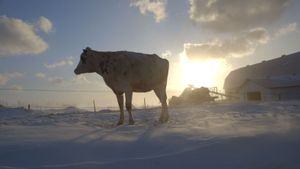 Le Plancher des vaches's poster