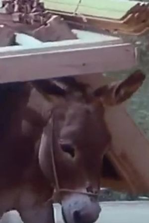Of People & Donkeys's poster