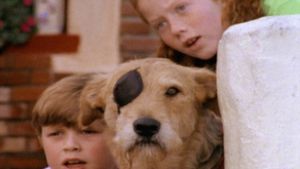 Sherlock: Undercover Dog's poster