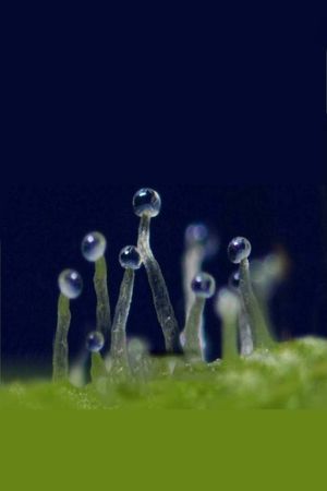 What If Cannabis Cured Cancer's poster