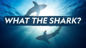 What the Shark?'s poster