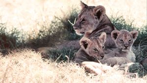 The African Lion's poster