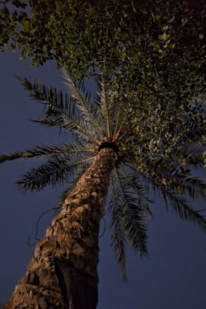 Under The Palm Branch's poster
