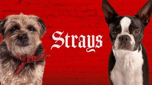 Strays's poster