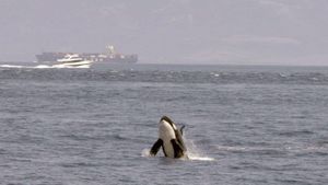Watch Out for Orcas! Danger Off Gibraltar?'s poster