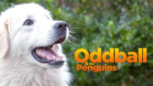 Oddball's poster