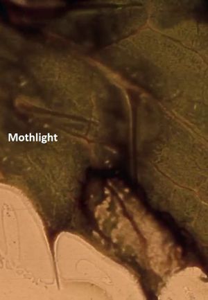 Mothlight's poster