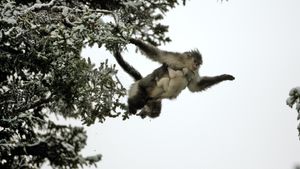 Rare Survivors: China's Iconic Wildlife's poster
