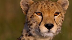 African Cats's poster