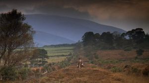 Barry Lyndon's poster