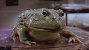 Frog's poster