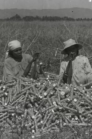 La chanson du manioc's poster