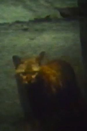CAT's poster