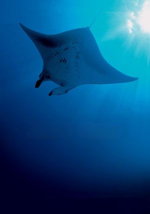 Deep Blue's poster