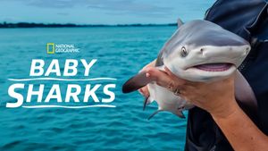 Baby Sharks's poster