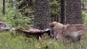 Wolf's poster