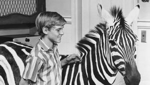 Zebra in the Kitchen's poster