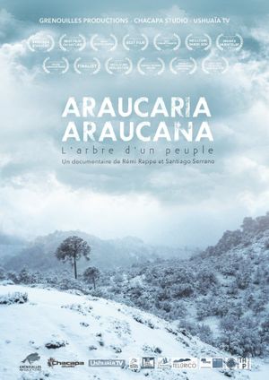 Araucaria Araucana's poster