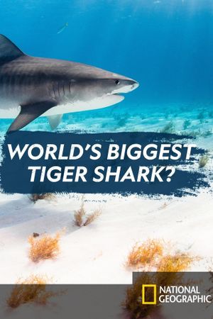 World's Biggest Tiger Shark's poster