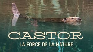 Castor, la force de la nature's poster