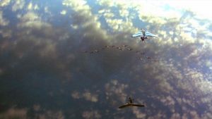 Fly Away Home's poster