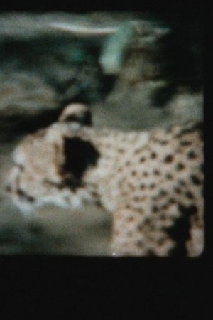 Cat's Cage's poster image