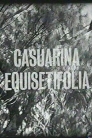 Casuarina Equisetifolia's poster