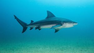 Backyard Bull Sharks's poster