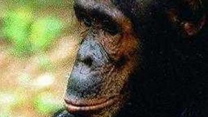 People of the Forest: The Chimps of Gombe's poster