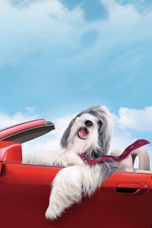 The Shaggy Dog's poster