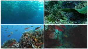 World Natural Heritage Columbia: Malpelo National Park's poster