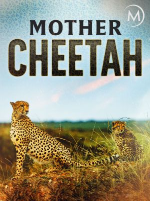 Cheetah Mom's poster