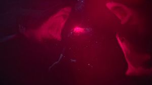 47 Meters Down's poster