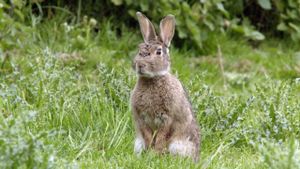 Les super pouvoirs des lapins's poster