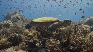 Ocean with David Attenborough's poster