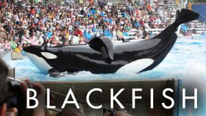 Blackfish's poster